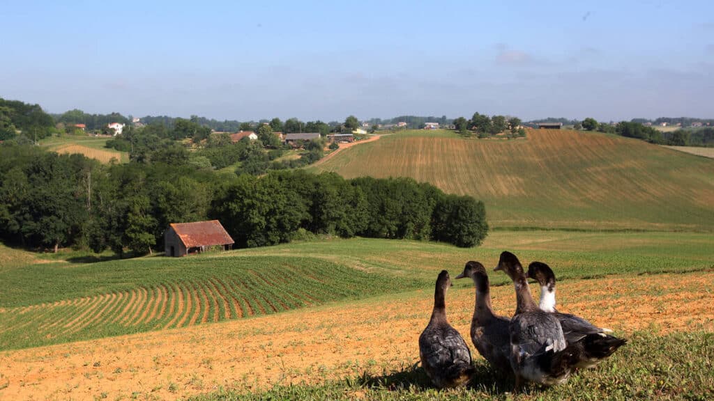 Canards gris sur une colline dominant des champs cultivés et une grange dans la campagne vallonnée.